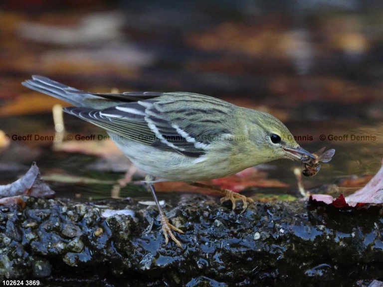 BLPW-CA_Blackpoll-Warbler