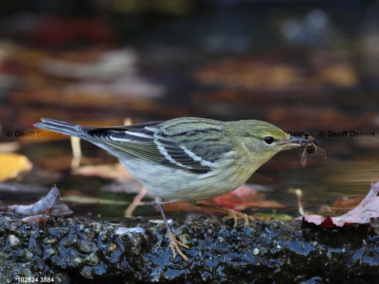 BLPW-CB_Blackpoll-Warbler