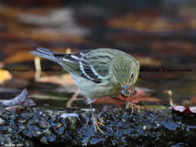 BLPW-CD_Blackpoll-Warbler