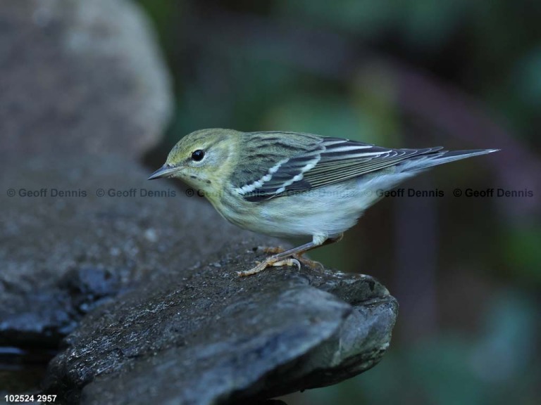 BLPW-CE_Blackpoll-Warbler