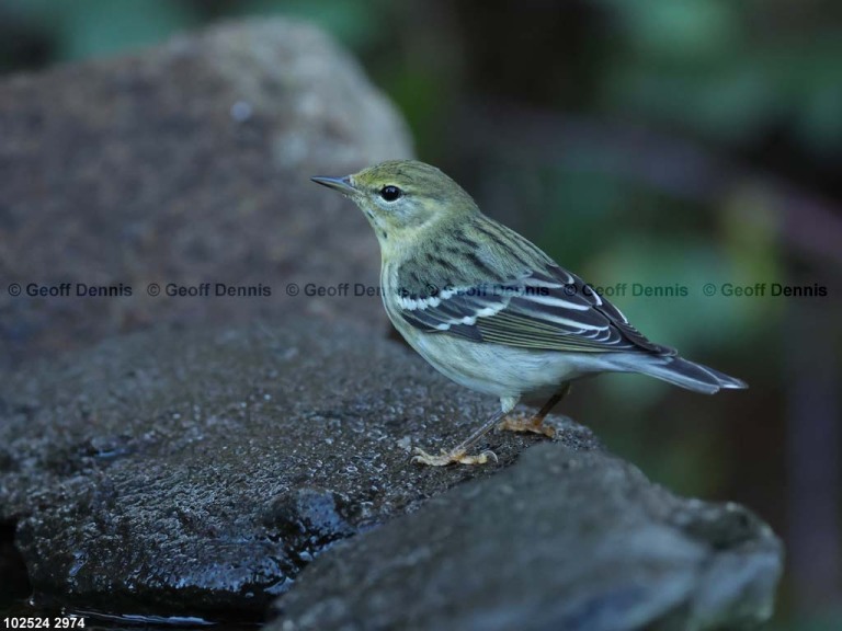 BLPW-CF_Blackpoll-Warbler