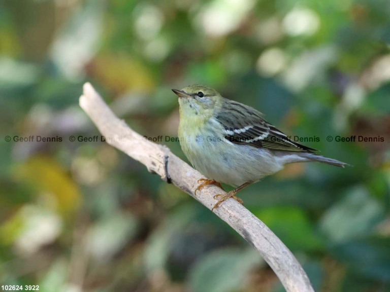 BLPW-CG_Blackpoll-Warbler