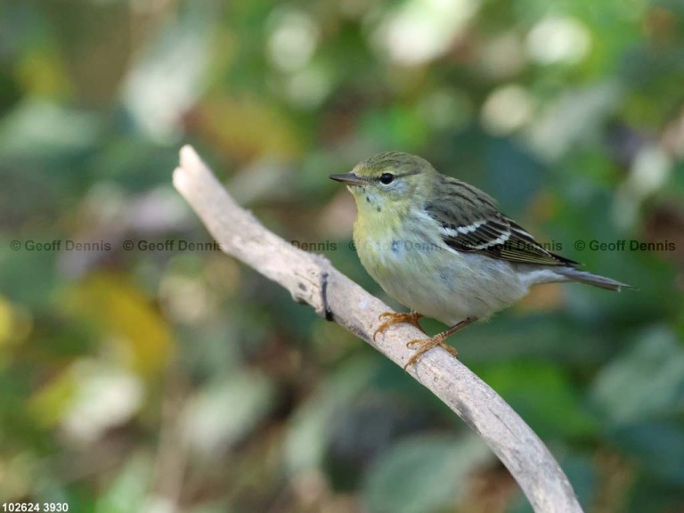 BLPW-CH_Blackpoll-Warbler