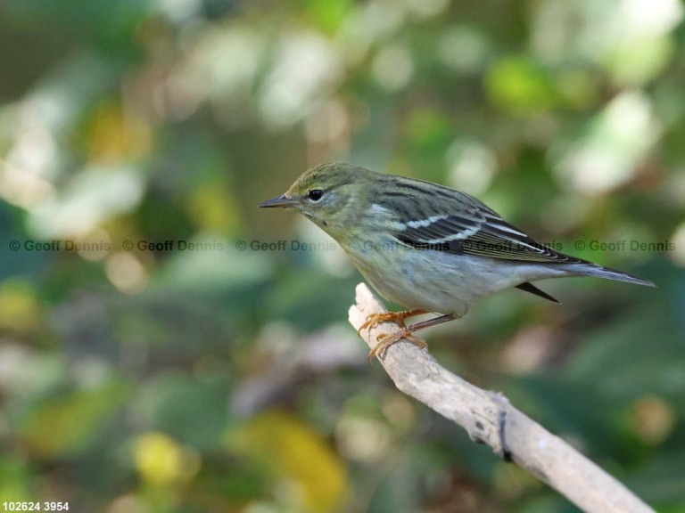 BLPW-CI_Blackpoll-Warbler