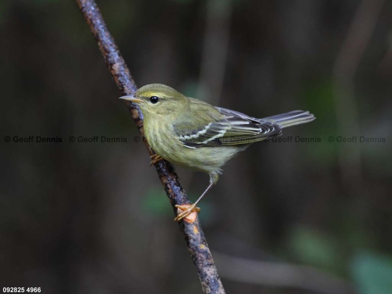 BLPW-CK_Blackpoll-Warbler