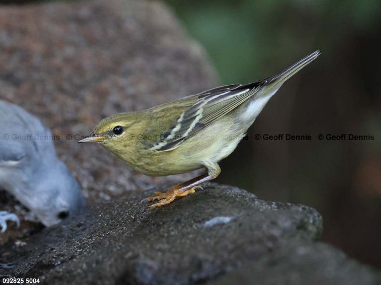 BLPW-CL_Blackpoll-Warbler