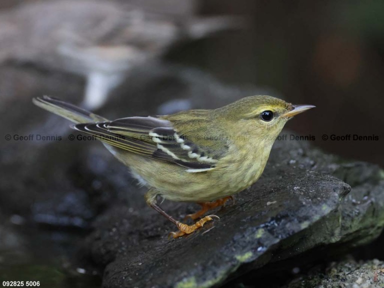BLPW-CM_Blackpoll-Warbler