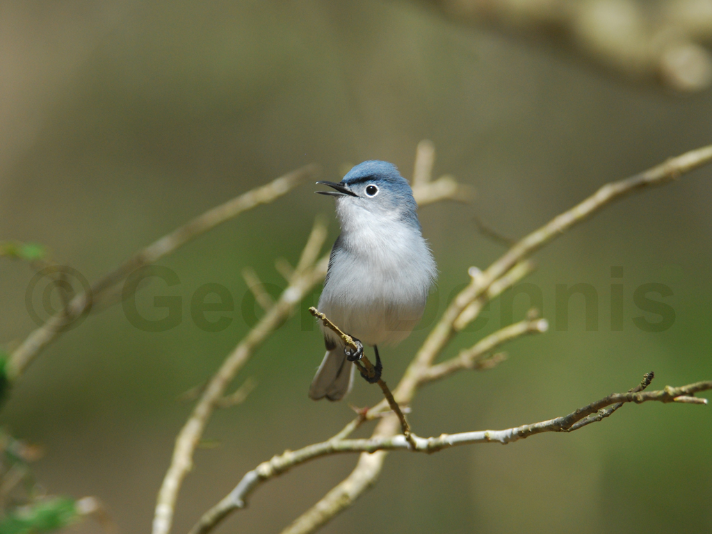 BGGN-AA_Blue-gray-Gnatcatcher