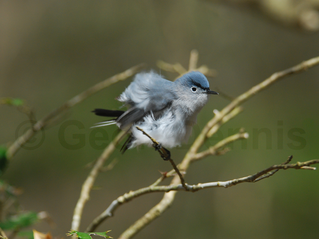 BGGN-AB_Blue-gray-Gnatcatcher