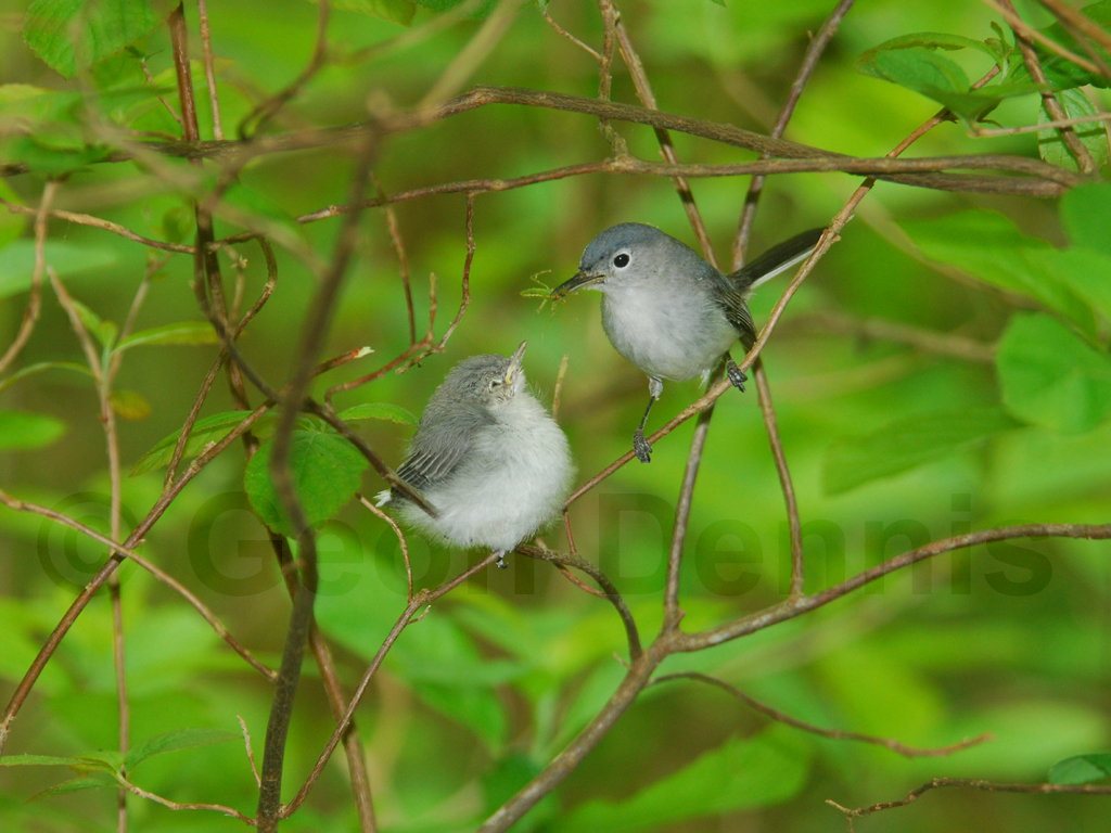 BGGN-AC_Blue-gray-Gnatcatcher