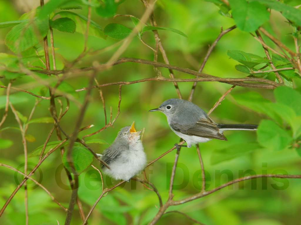 BGGN-AD_Blue-gray-Gnatcatcher