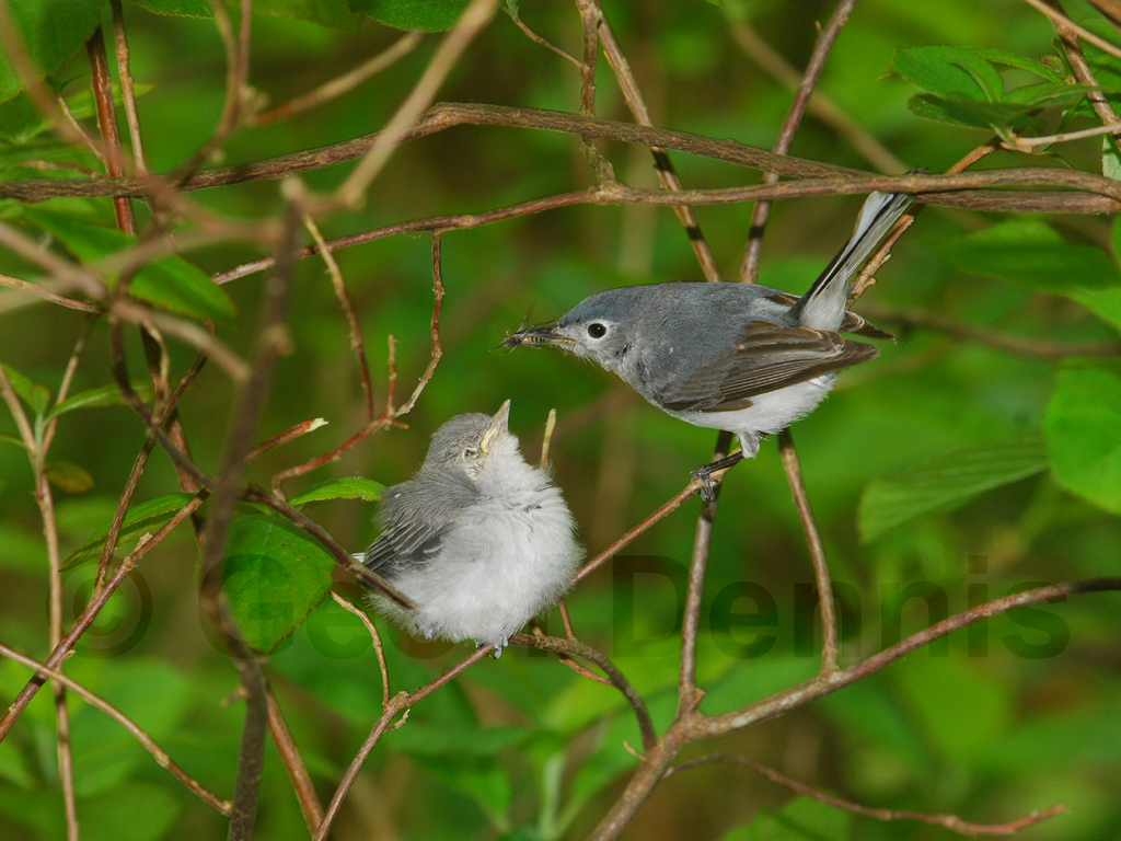 BGGN-AE_Blue-gray-Gnatcatcher