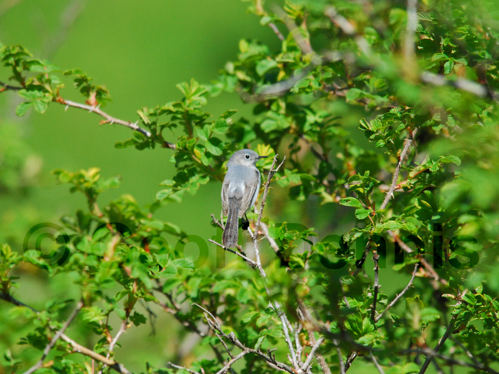 BGGN-AF_Blue-gray-Gnatcatcher