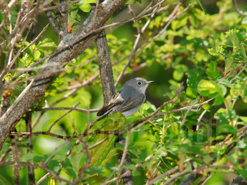 BGGN-AG_Blue-gray-Gnatcatcher
