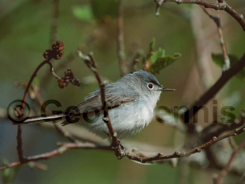 BGGN-AH_Blue-gray-Gnatcatcher