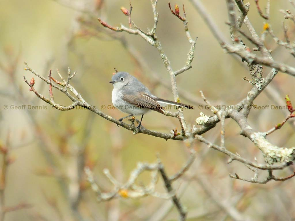 BGGN-AI_Blue-gray-Gnatcatcher