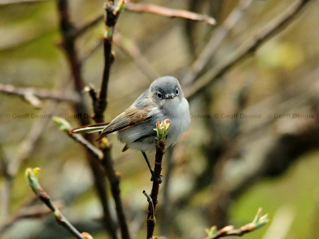 BGGN-AJ_Blue-gray-Gnatcatcher