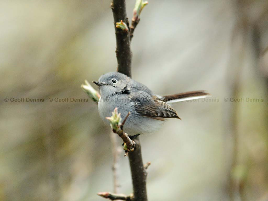 BGGN-AK_Blue-gray-Gnatcatcher