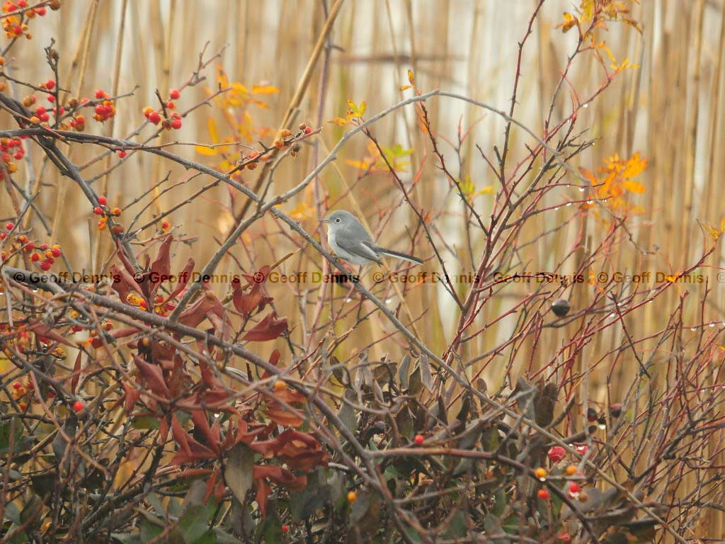 BGGN-AL_Blue-gray-Gnatcatcher