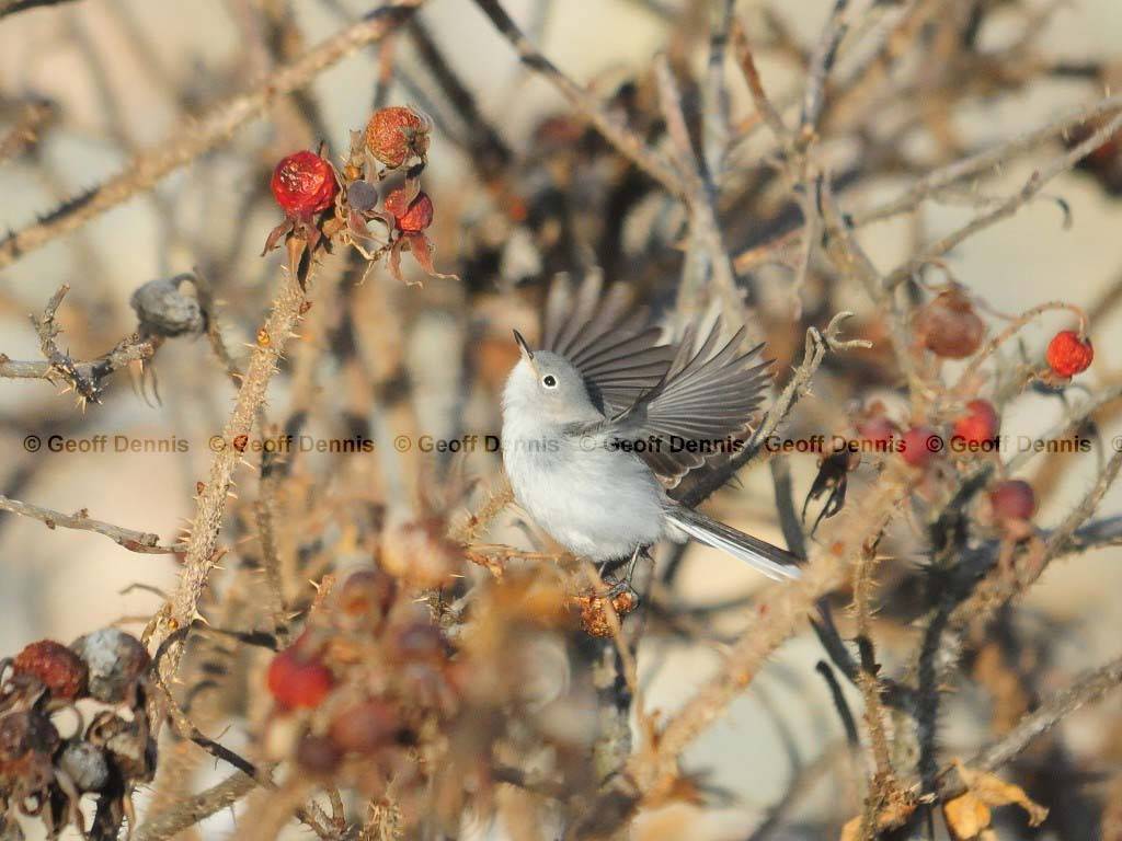BGGN-AM_Blue-gray-Gnatcatcher
