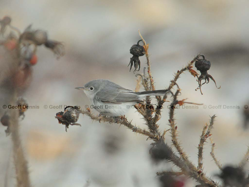 BGGN-AN_Blue-gray-Gnatcatcher