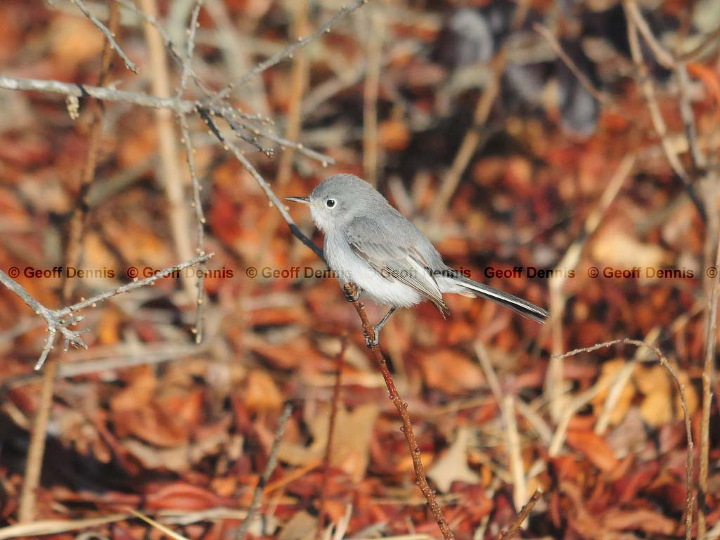 BGGN-AO_Blue-gray-Gnatcatcher