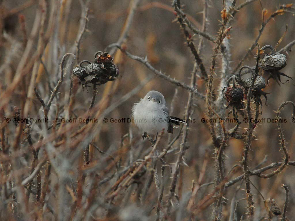 BGGN-AP_Blue-gray-Gnatcatcher