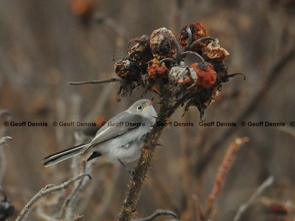 BGGN-AQ_Blue-gray-Gnatcatcher