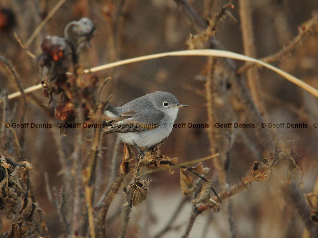 BGGN-AR_Blue-gray-Gnatcatcher