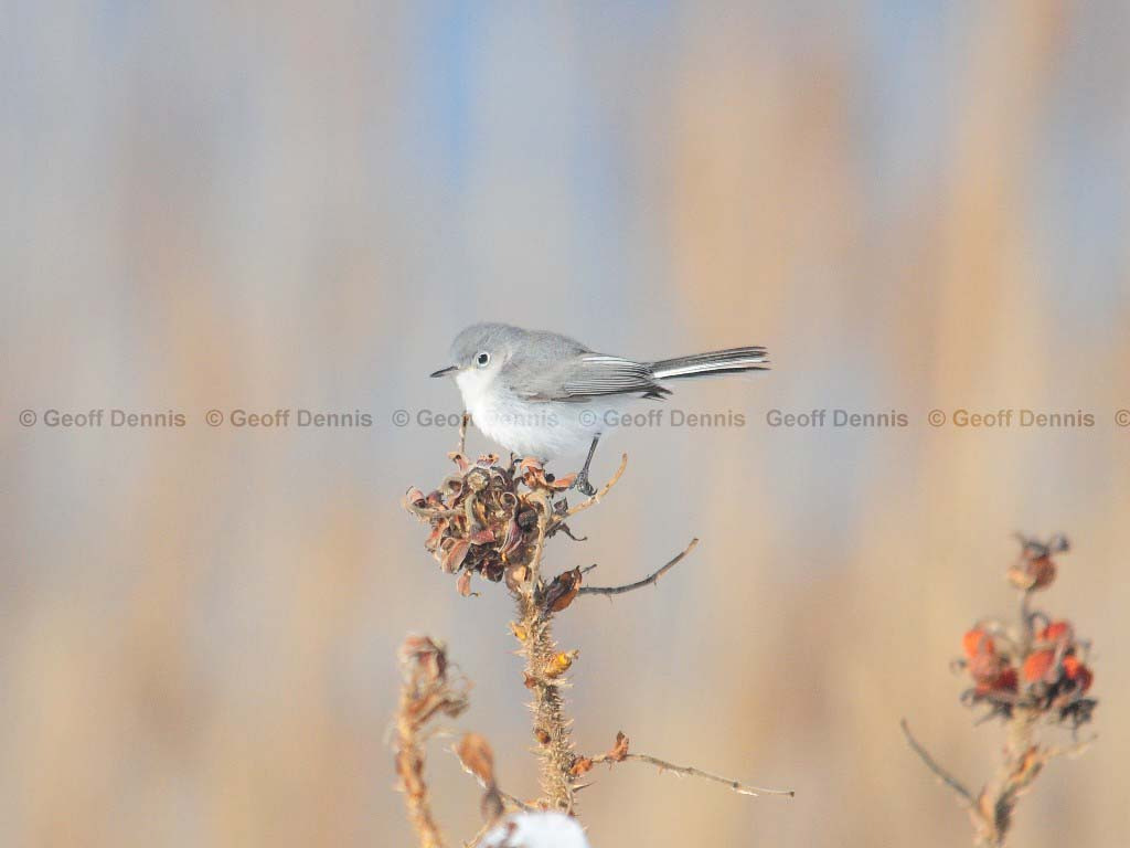 BGGN-AS_Blue-gray-Gnatcatcher
