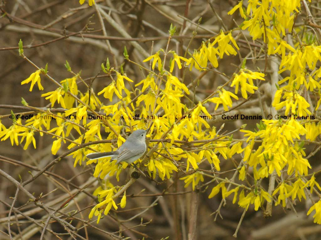 BGGN-AU_Blue-gray-Gnatcatcher