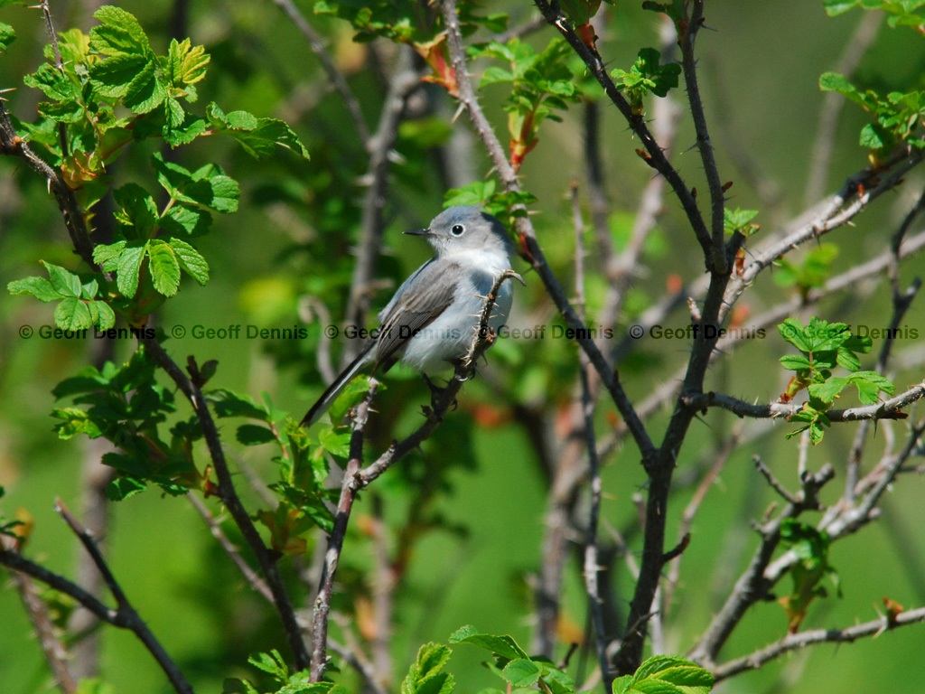BGGN-AV_Blue-gray-Gnatcatcher