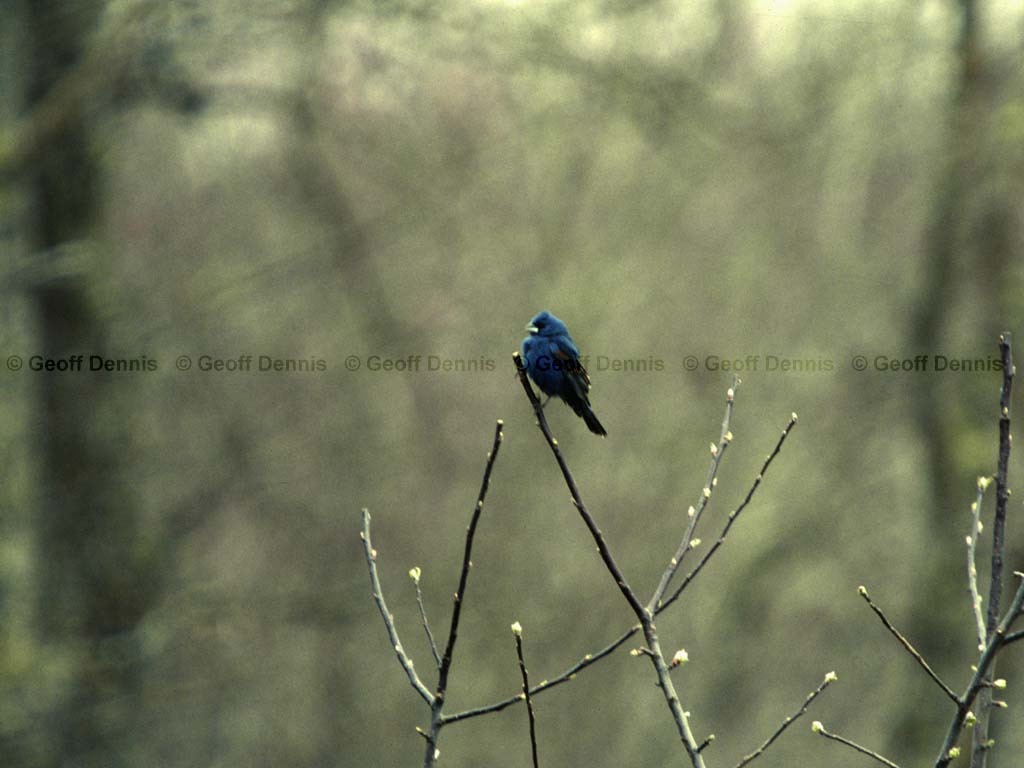 BLGR-AB_Blue-Grosbeak