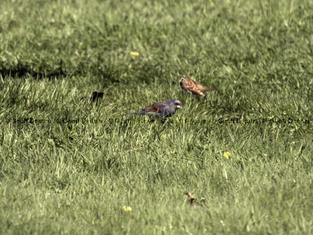 BLGR-AC_Blue-Grosbeak
