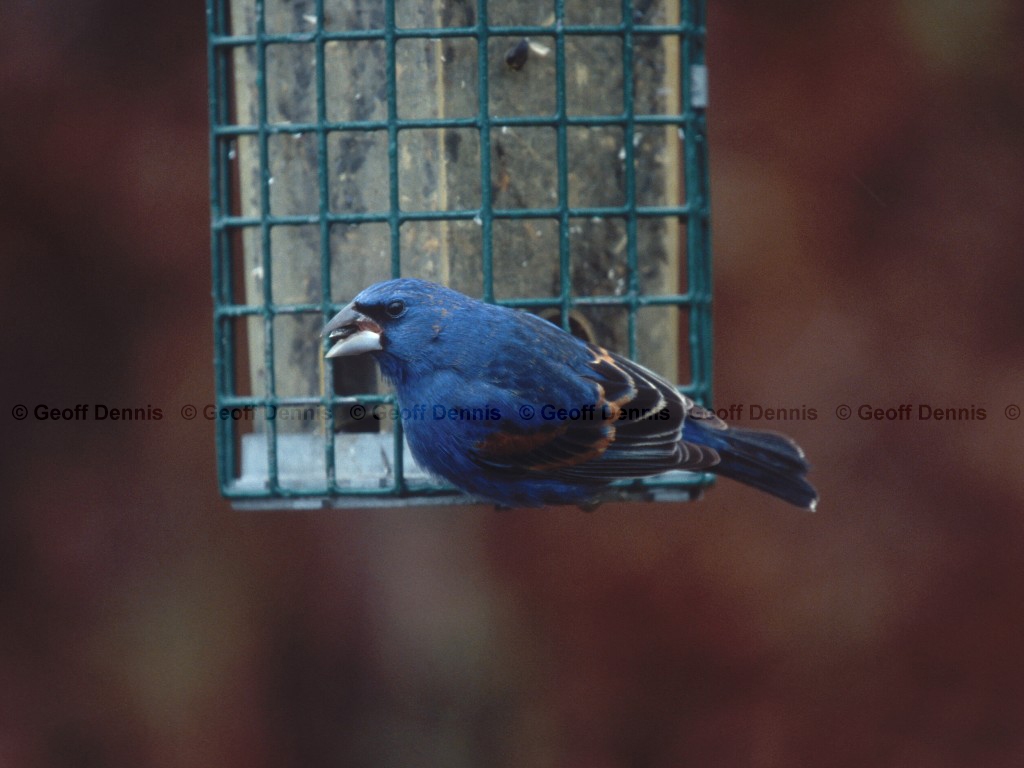 BLGR-AD_Blue-Grosbeak