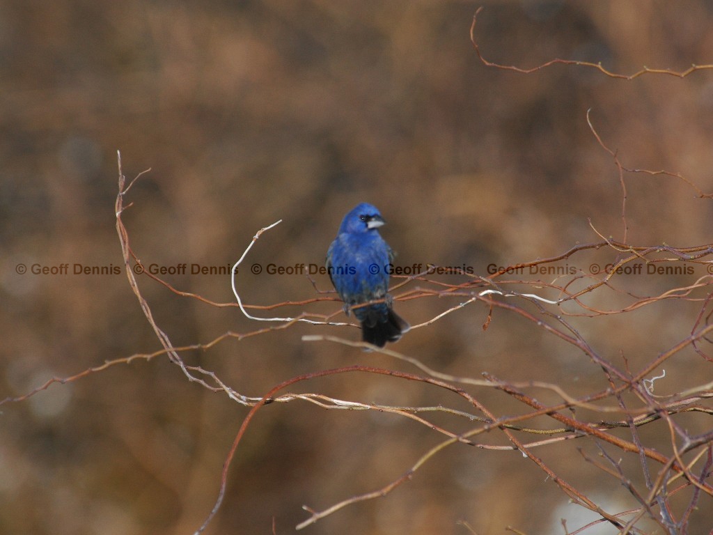 BLGR-AE_Blue-Grosbeak
