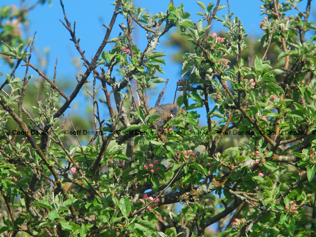 BLGR-AF_Blue-Grosbeak