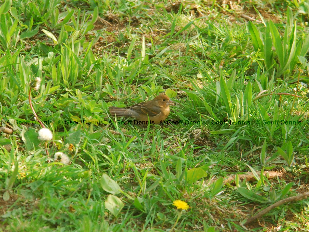 BLGR-AG_Blue-Grosbeak