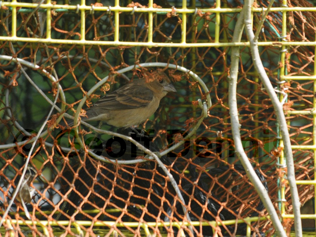 BLGR-AH_Blue-Grosbeak