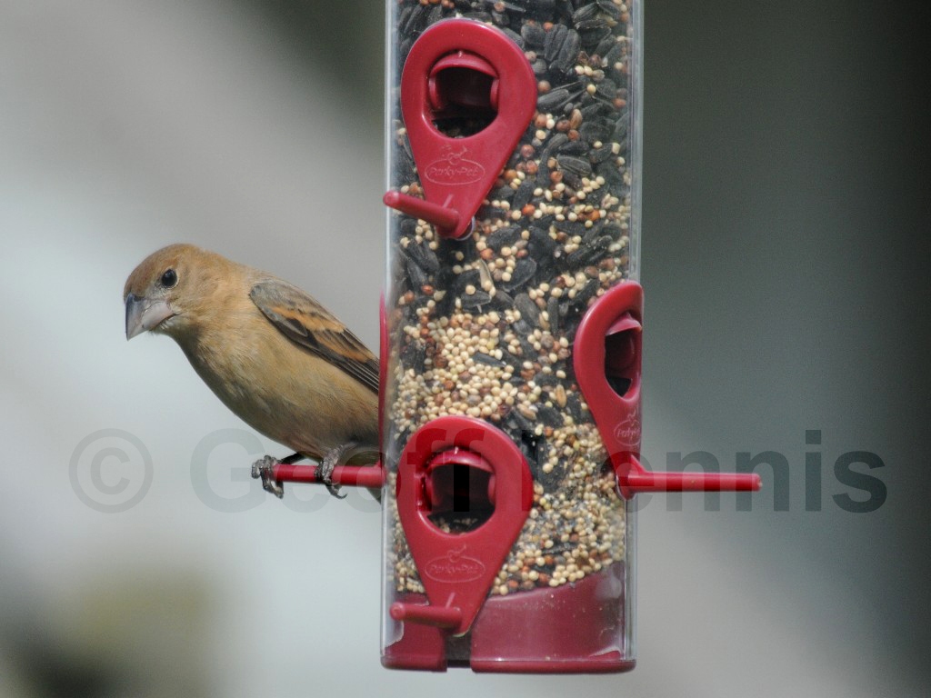 BLGR-AI_Blue-Grosbeak