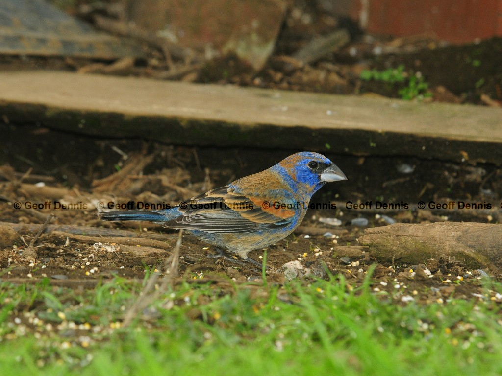 BLGR-AJ_Blue-Grosbeak