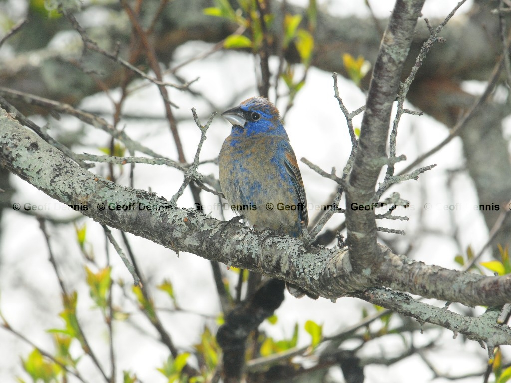 BLGR-AK_Blue-Grosbeak