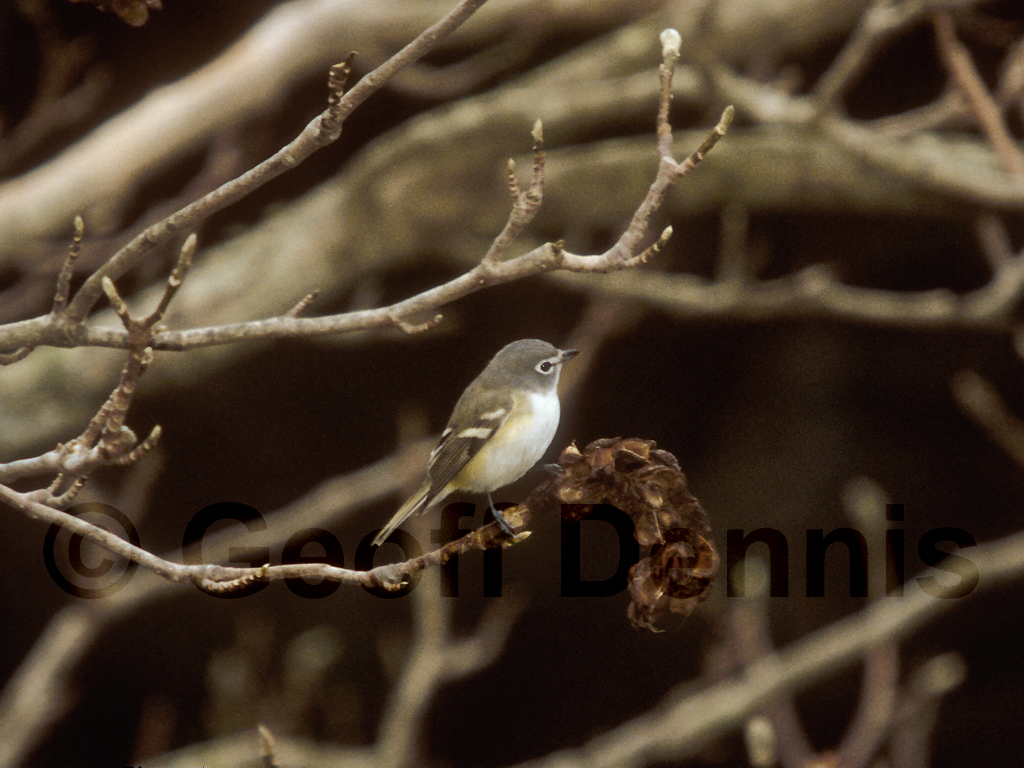 BHVI-AA_Blue-headed-Vireo