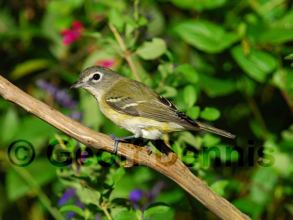 BHVI-AB_Blue-headed-Vireo