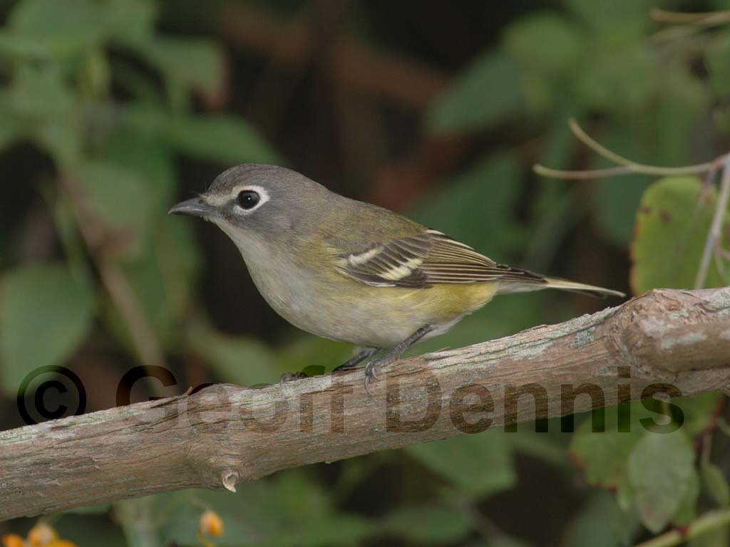 BHVI-AC_Blue-headed-Vireo