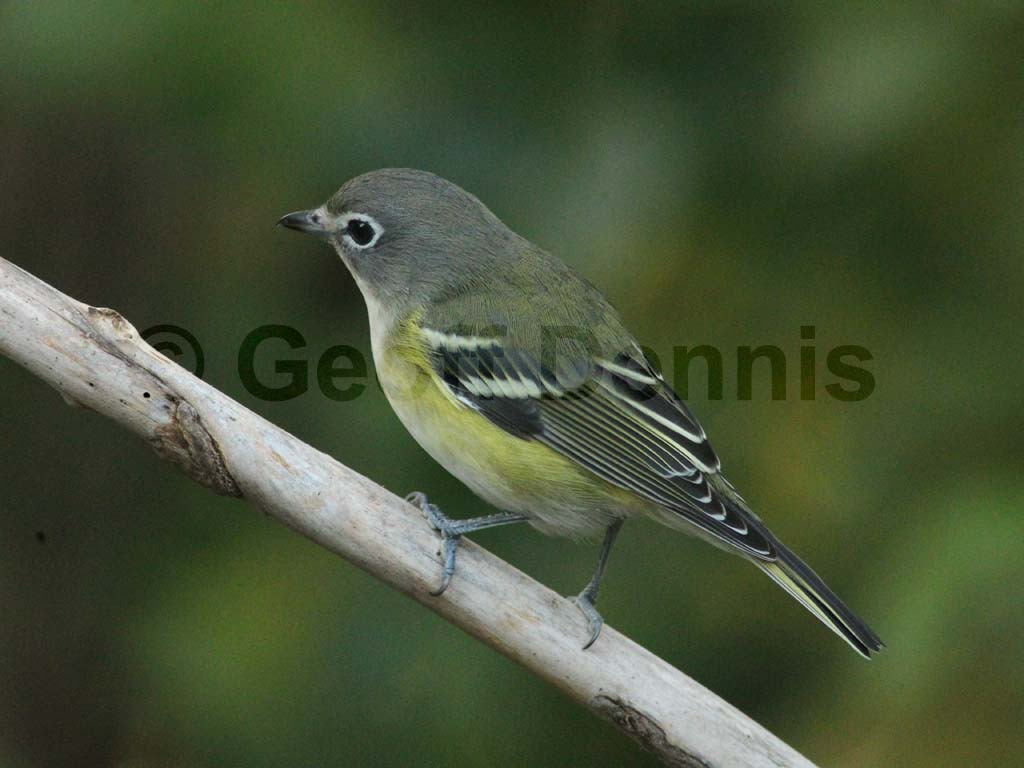 BHVI-AD_Blue-headed-Vireo