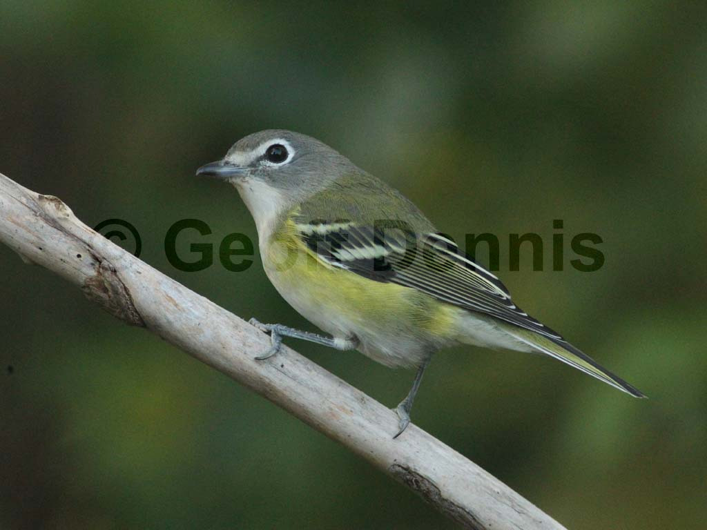 BHVI-AE_Blue-headed-Vireo