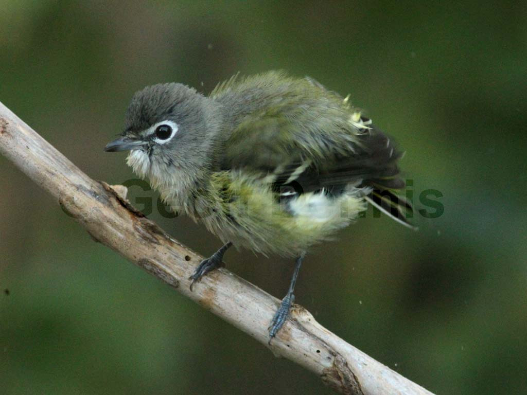 BHVI-AF_Blue-headed-Vireo