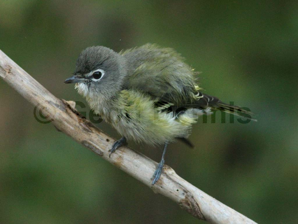 BHVI-AG_Blue-headed-Vireo