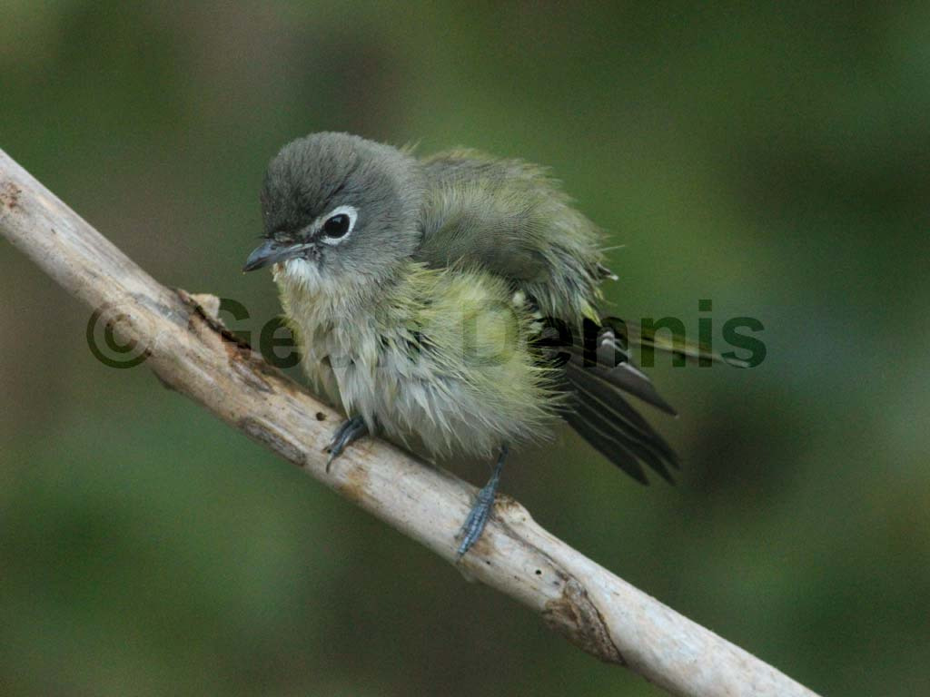 BHVI-AH_Blue-headed-Vireo